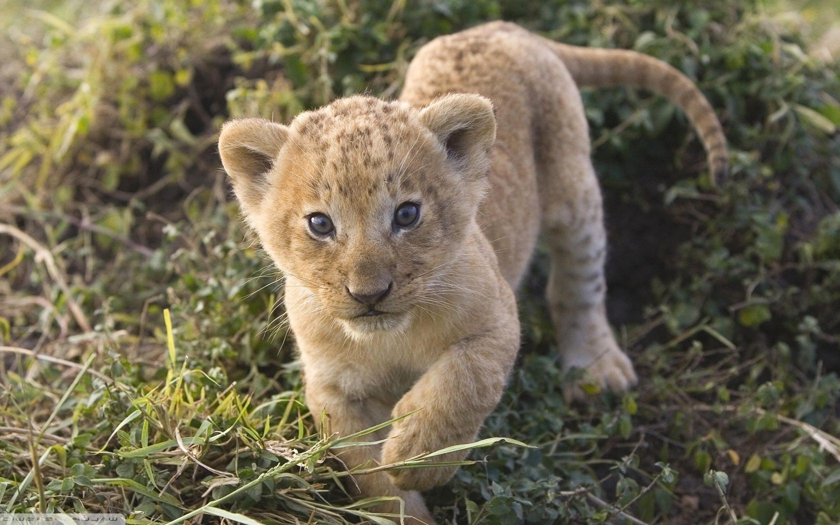 lwy ssak dzika przyroda natura zwierzę trawa kot dziki uroczy wilk drapieżnik mięsożerca futro safari myśliwy park lew na zewnątrz zoo