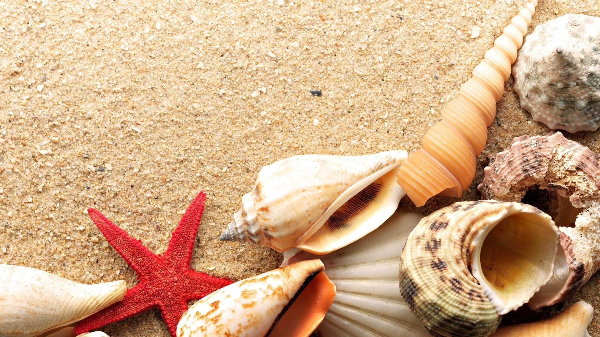 meer und ozean muscheln seestern schale strand conch meer sand muscheln jakobsmuschel meer meer muschel puppe sommer natur muschel tropisch schnecke souvenir