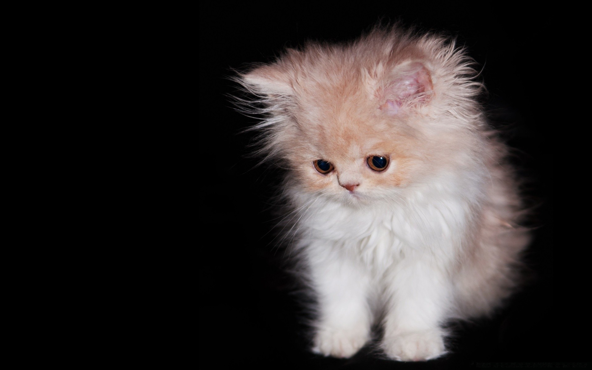 gatos gato fofa retrato mamífero solteiro animal de estimação pele gatinho olho engraçado animal jovem criança