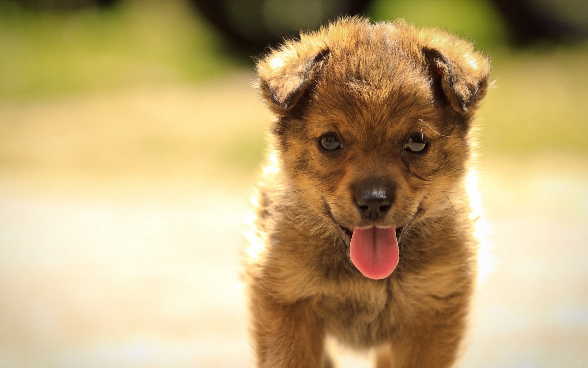 chien mammifère chien animal cynologue mignon portrait animal de compagnie fourrure chiot