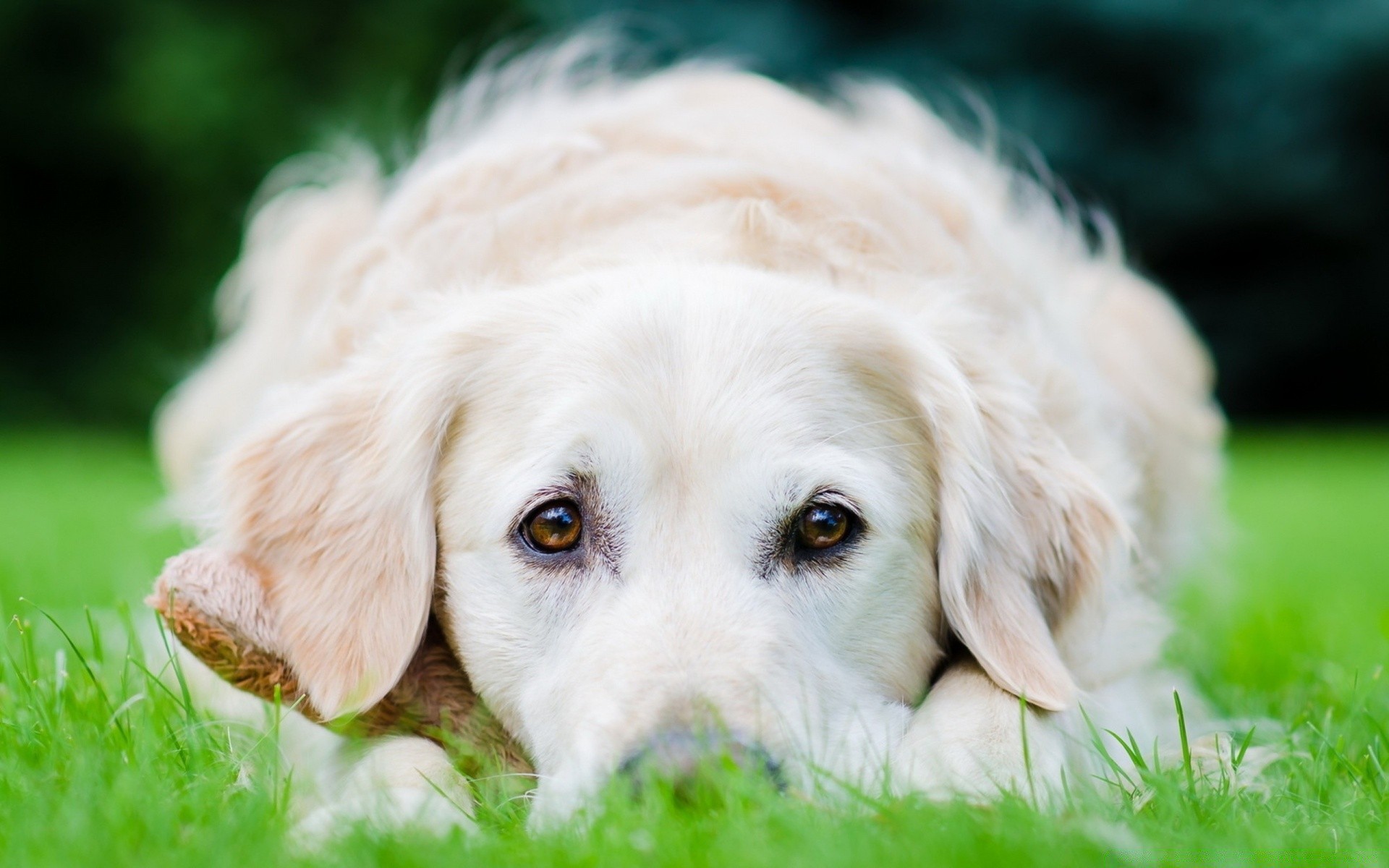 cães cão grama fofa animal de estimação mamífero animal retriever cinegrafista filhote de cachorro retrato adorável pouco jovem pele natureza raça doméstico visualização engraçado