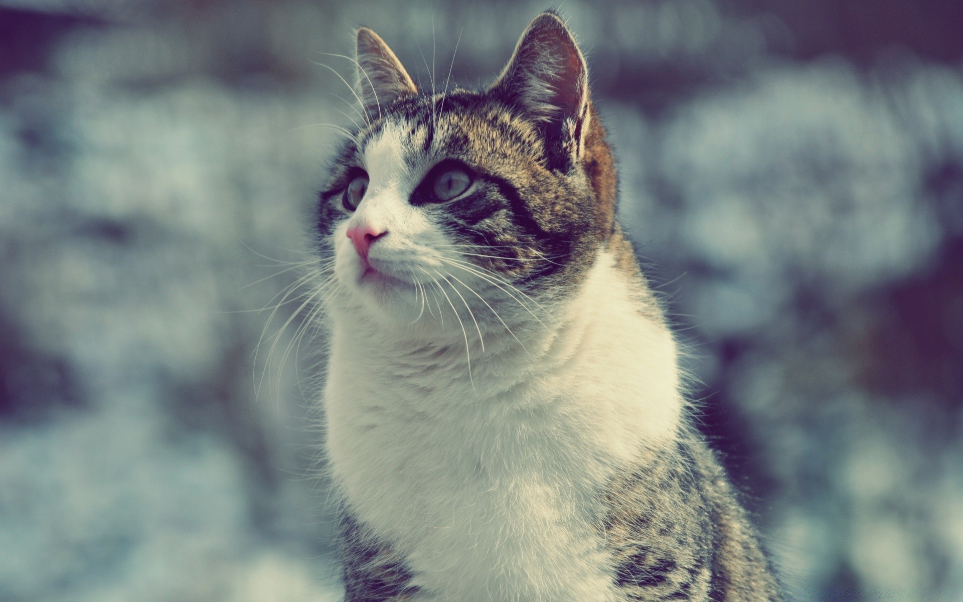 chat animal chat mammifère animal de compagnie portrait mignon fourrure nature oeil faune chaton domestique aperçu