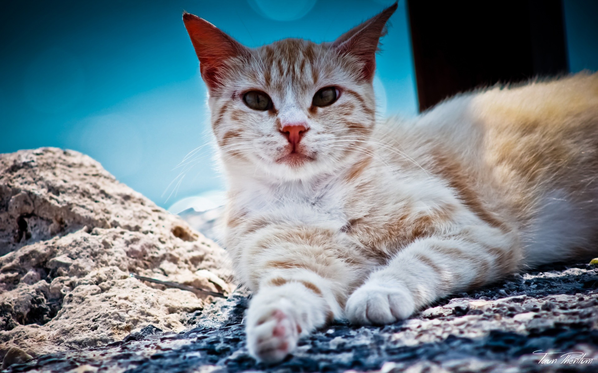 katzen niedlich tier natur säugetier katze fell haustier