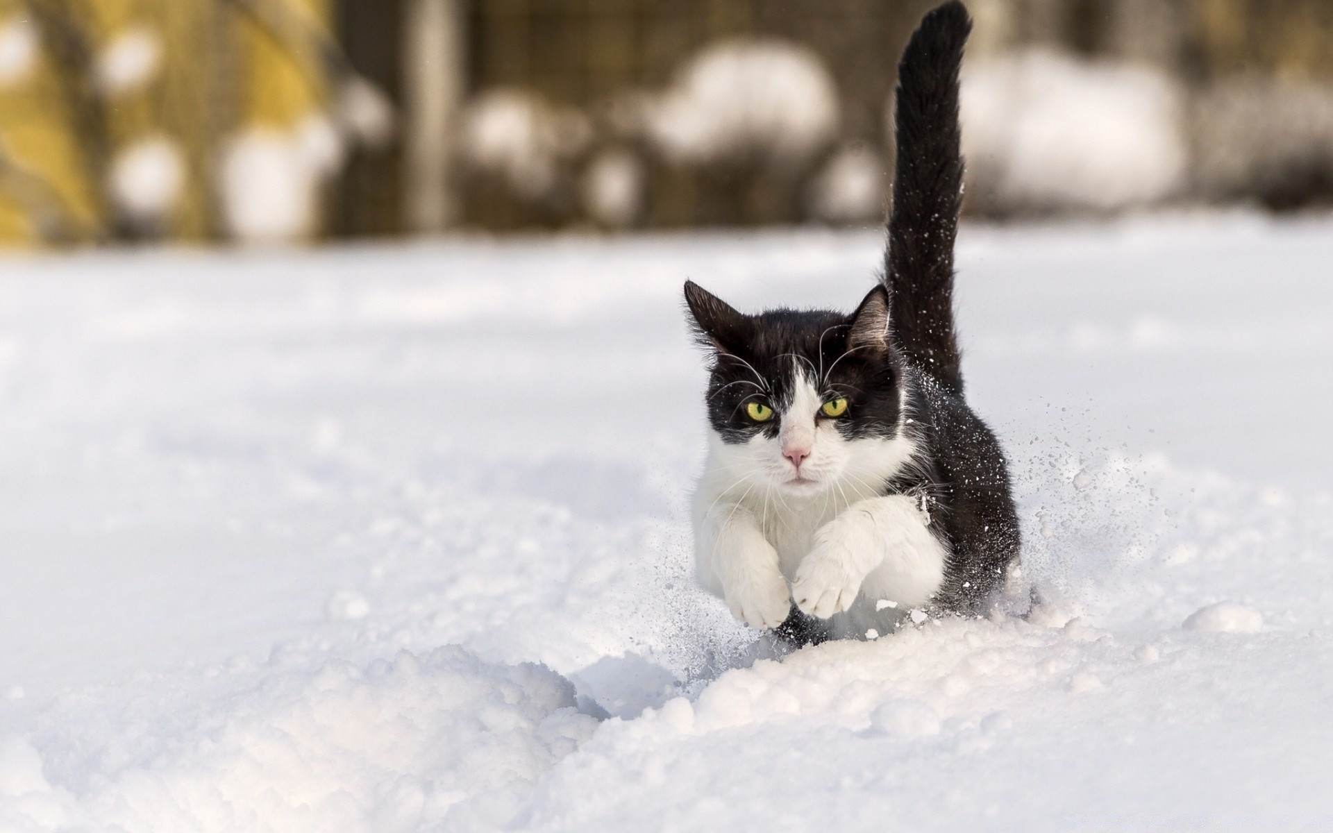 gatos nieve invierno frío escarcha al aire libre congelado naturaleza gato hielo retrato