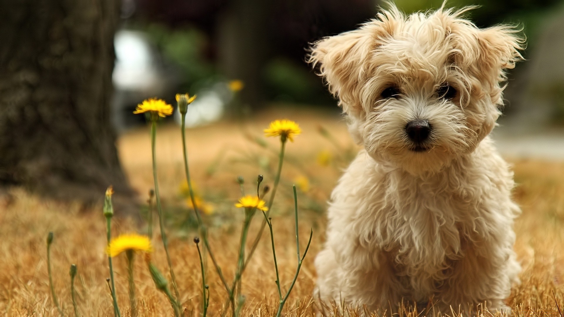 dogs nature animal grass dog mammal field outdoors summer little cute