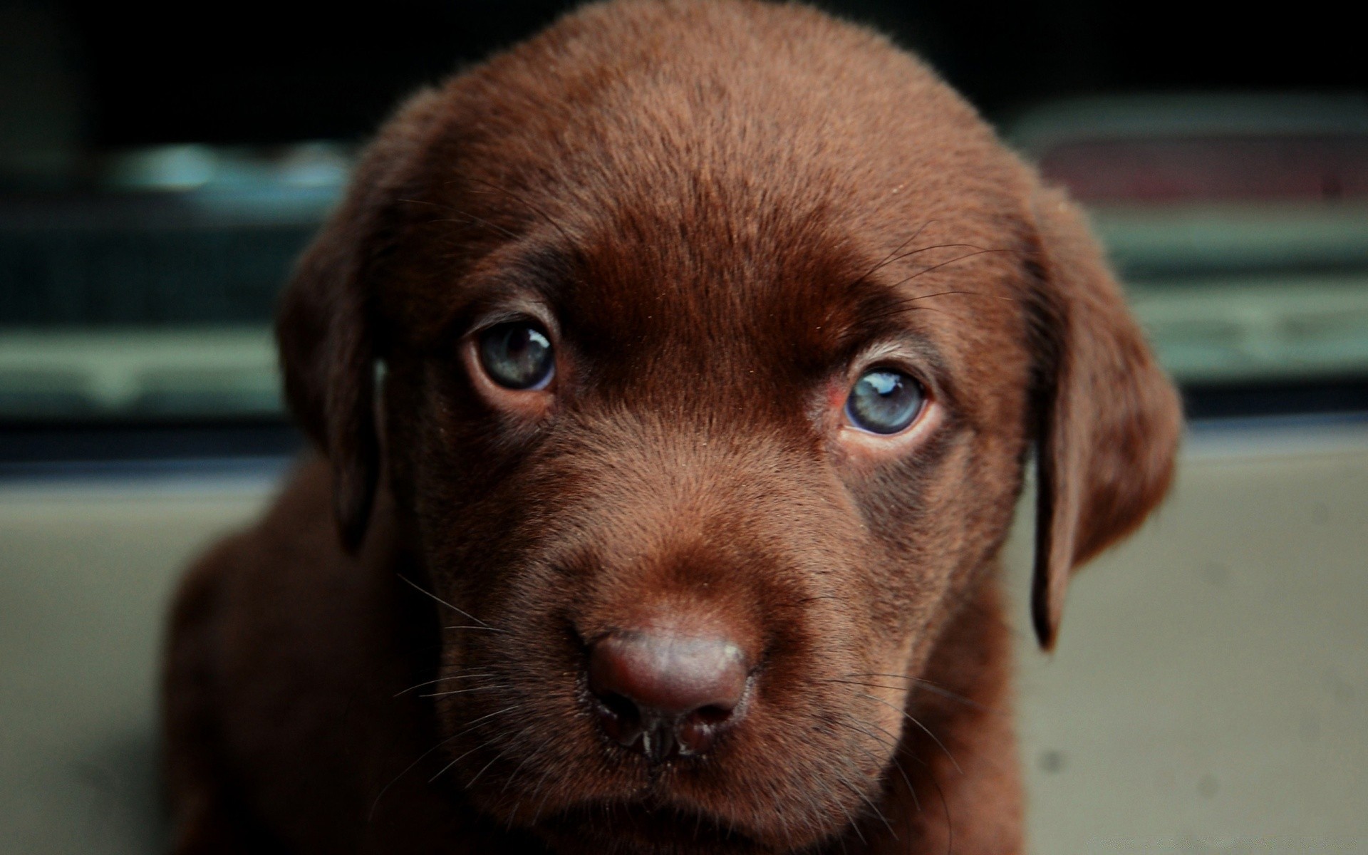 chien chien mammifère portrait animal de compagnie cynologue mignon chiot animal retriever unique race aperçu adorable