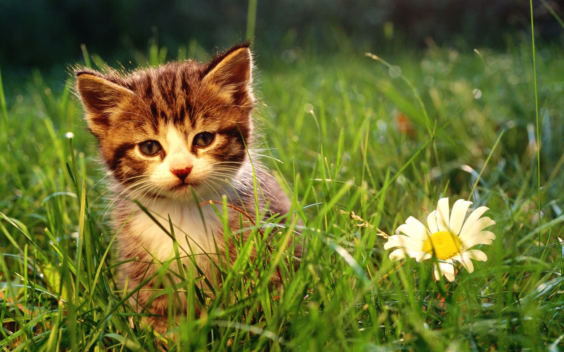 gatti erba natura animale carino piccolo estate fieno campo