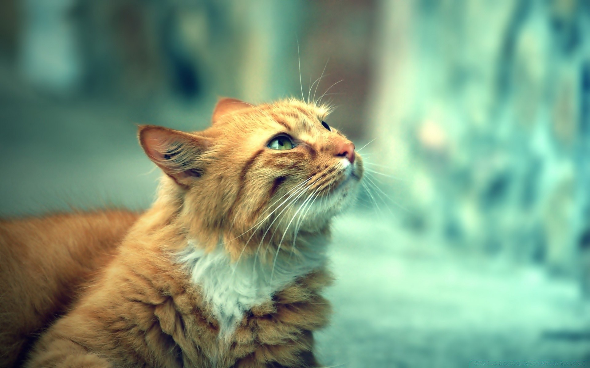 gatos gato animal retrato mamífero ojo naturaleza piel lindo ver vida silvestre mascota depredador joven bigote sentarse pelo