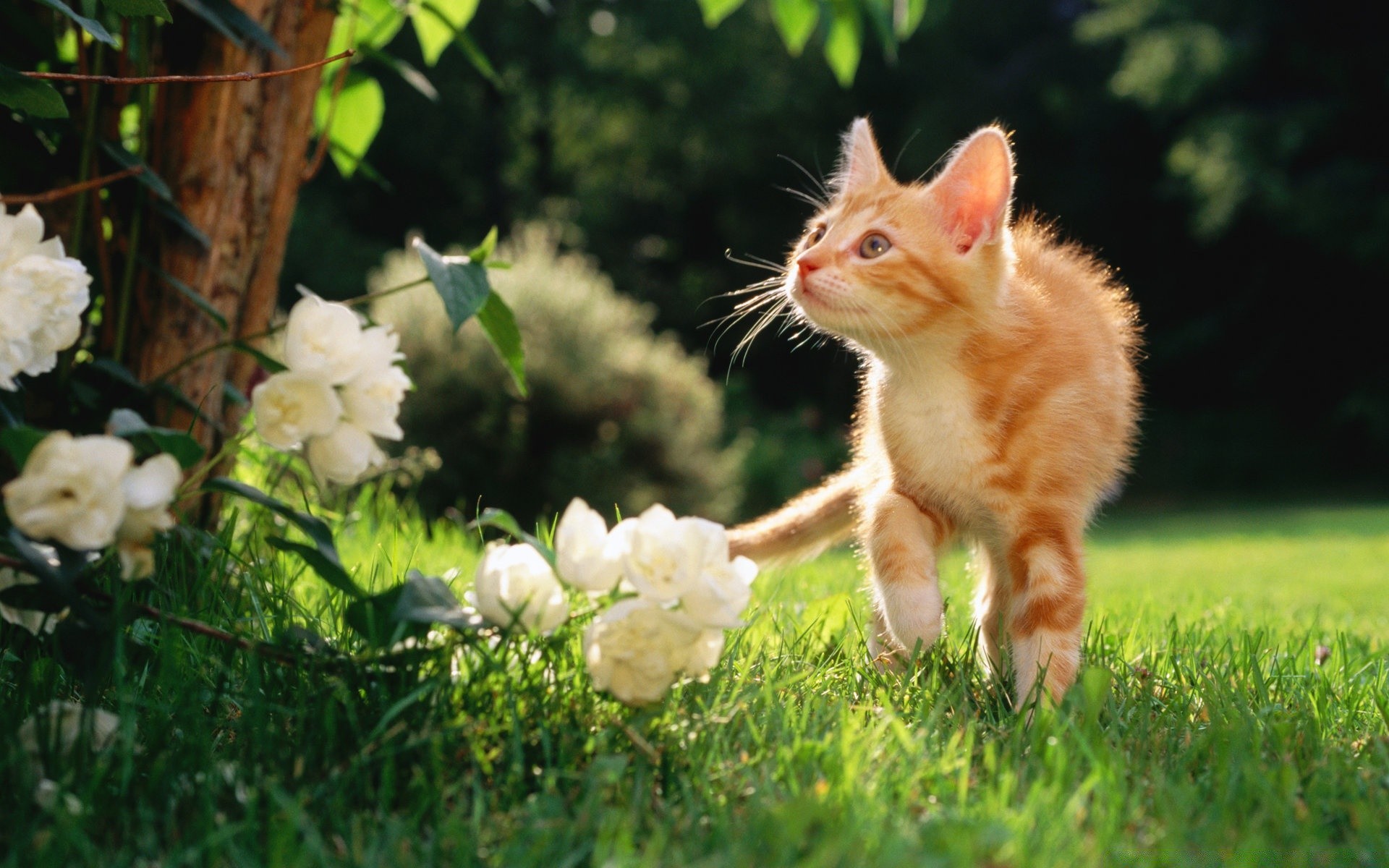 chats nature herbe mammifère animal mignon chat petit animal de compagnie à l extérieur portrait jardin été