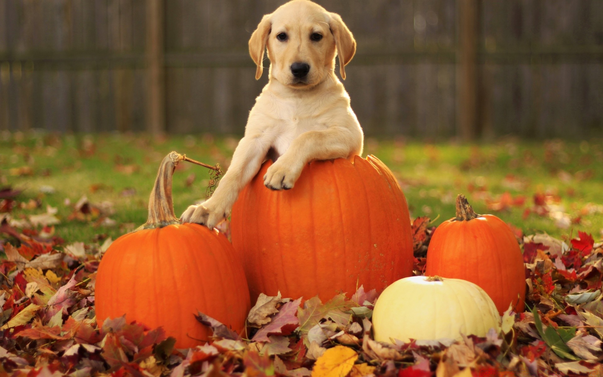 chiens automne citrouille halloween nature