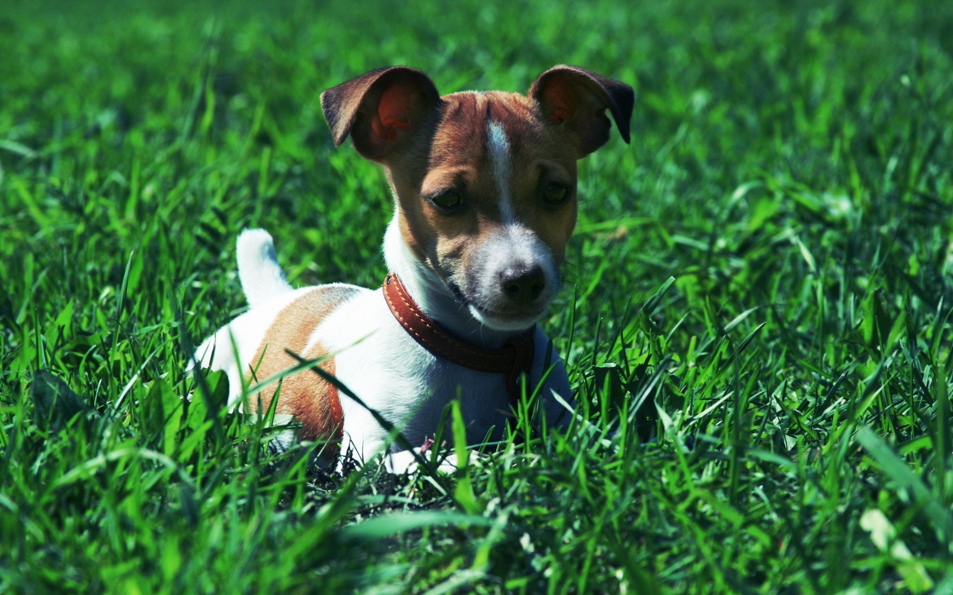 chien herbe chien mignon animal animal mammifère cynologue petit chiot été foin nature jeune champ à l extérieur portrait domestique adorable