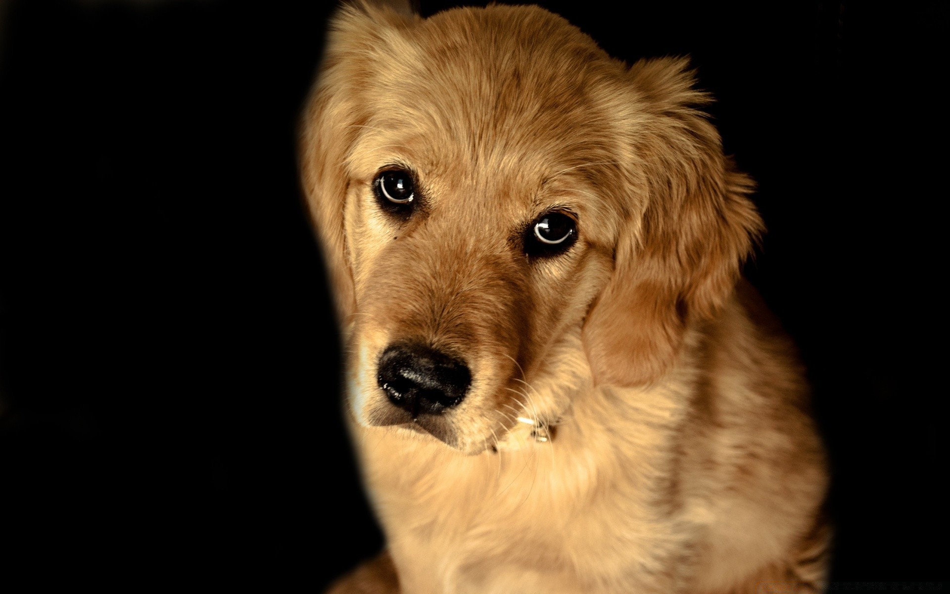 perros perro mascota animal mamífero perro lindo retrato cachorro ver estudio solo joven