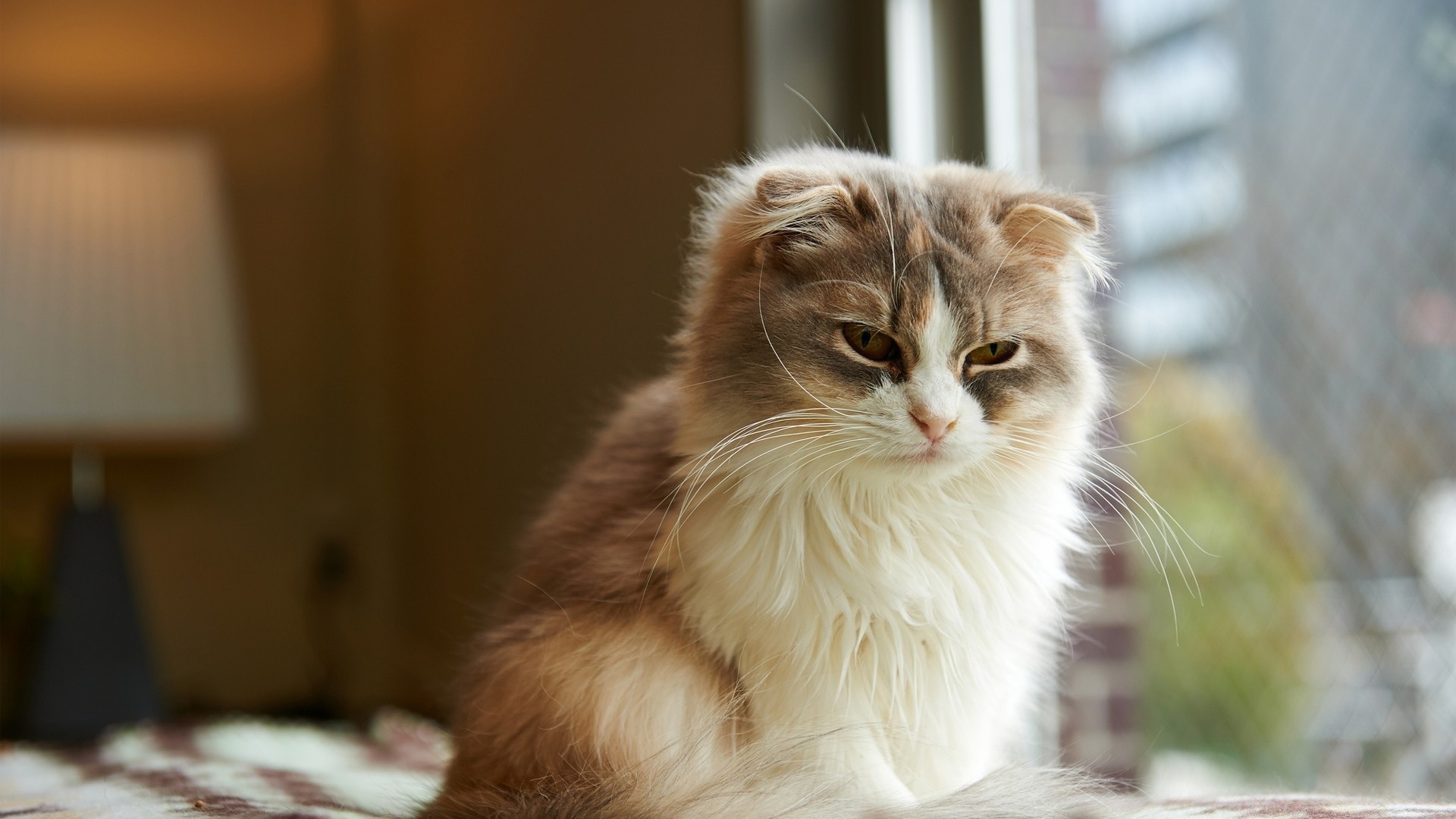 katze katze niedlich porträt haustier säugetier kätzchen fell tier auge anzeigen neugier