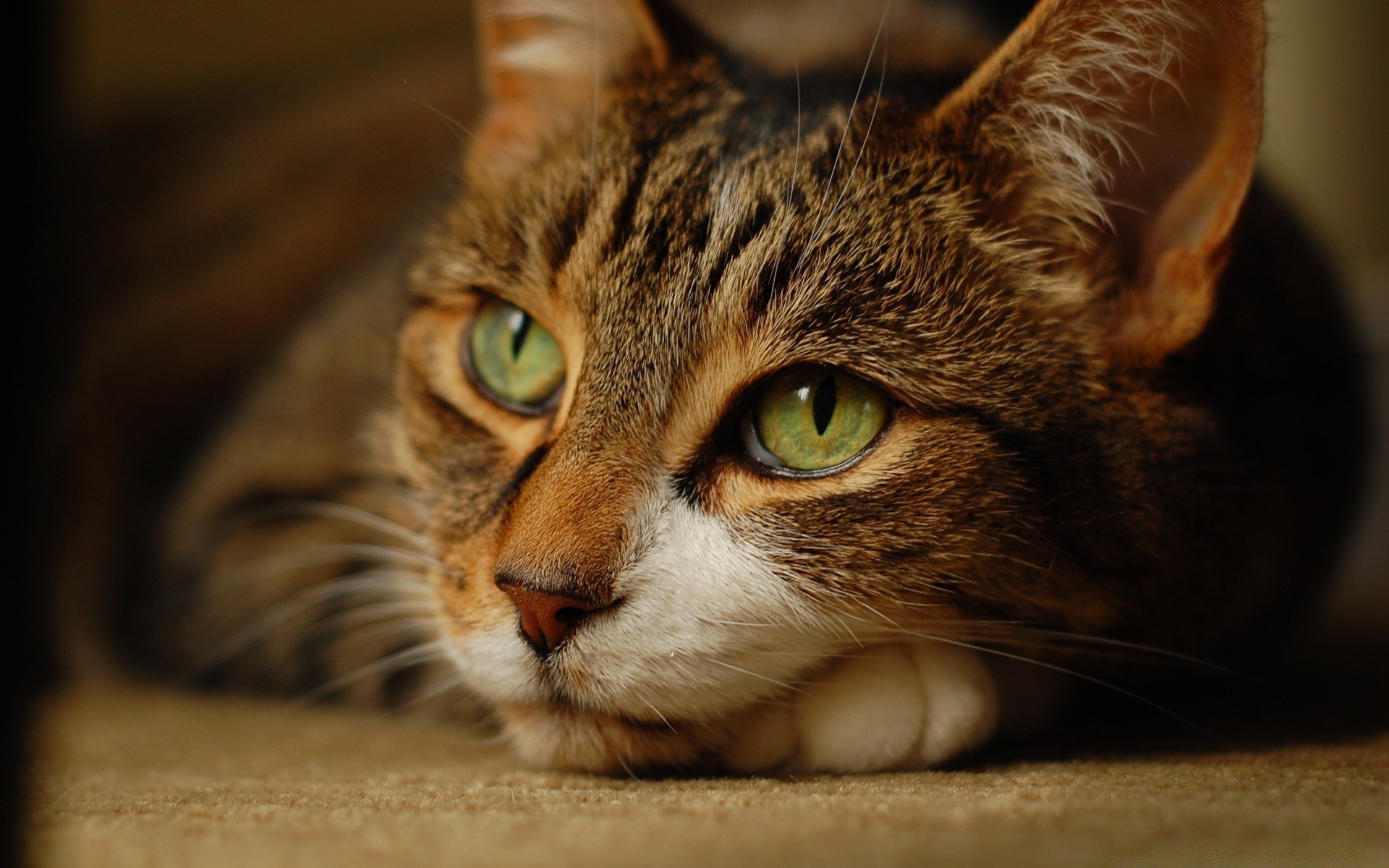 gatos gato retrato lindo mascota mamífero ojo piel animal gatito doméstico pelo ver bigote joven solo sueño cabeza atigrado divertido