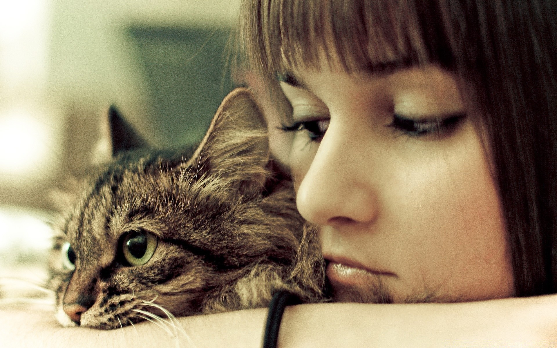 gatti carino ritratto gatto occhio carino piccolo giovane capelli gattino animale anteprima