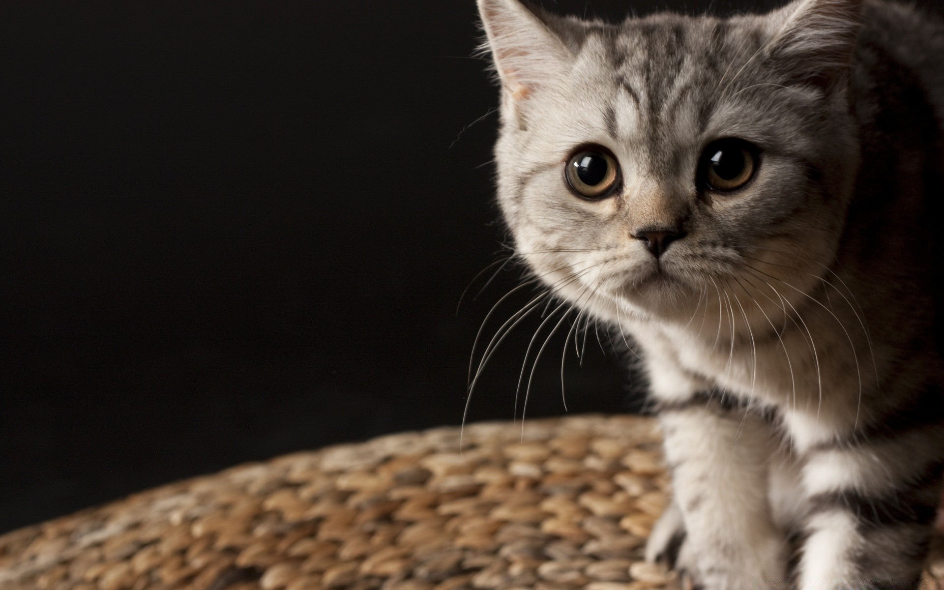 gatos gato lindo mascota animal gatito retrato joven piel ojo pequeño mamífero gris bebé doméstico sentarse ver pelo