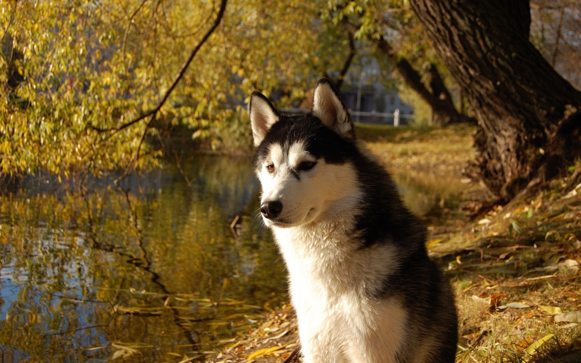 dogs mammal nature outdoors frosty canine wood dog fall wolf