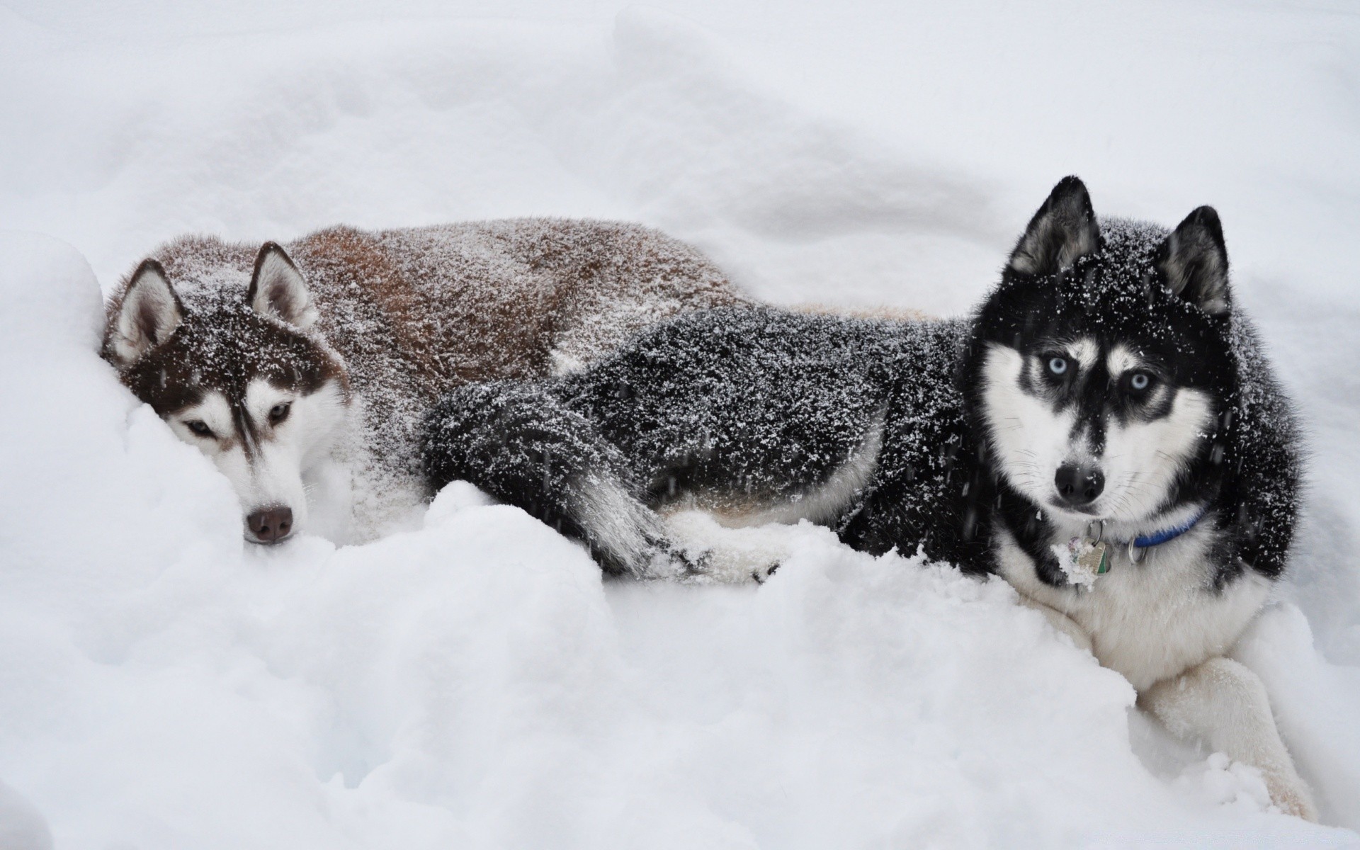 perros nieve invierno helada mamífero frío perro lobo perro trineo polar animal vida silvestre retrato hielo laponia piel lindo uno naturaleza