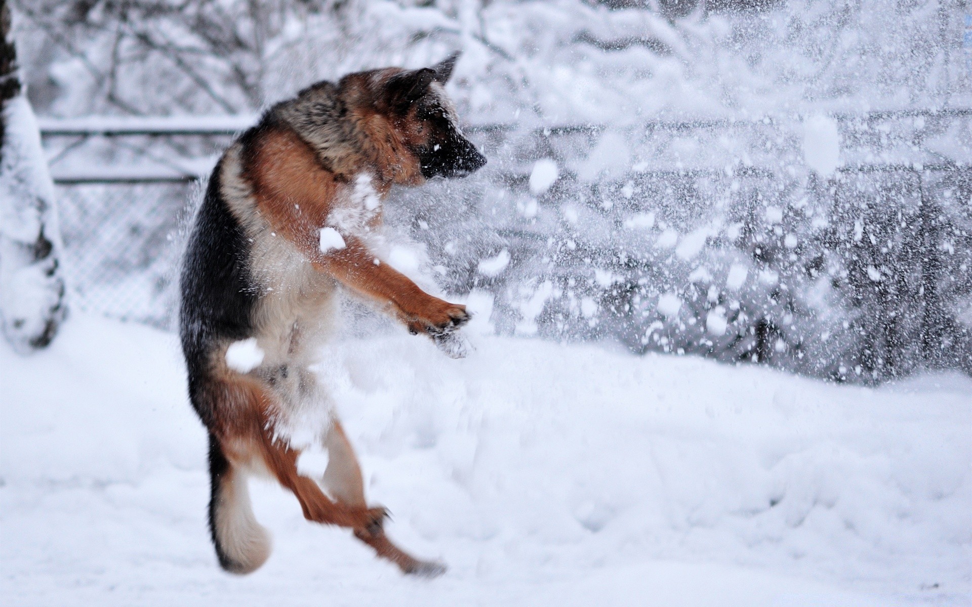 cães neve inverno frio ao ar livre mamífero sozinho geada cão gelo gelado canino madeira nevão natureza