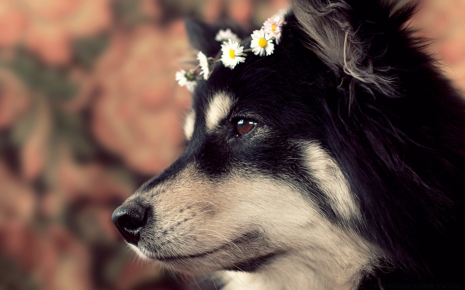 hunde hund porträt hundesprecher tier säugetier haustier niedlich fell welpe auge natur eine ansicht im freien