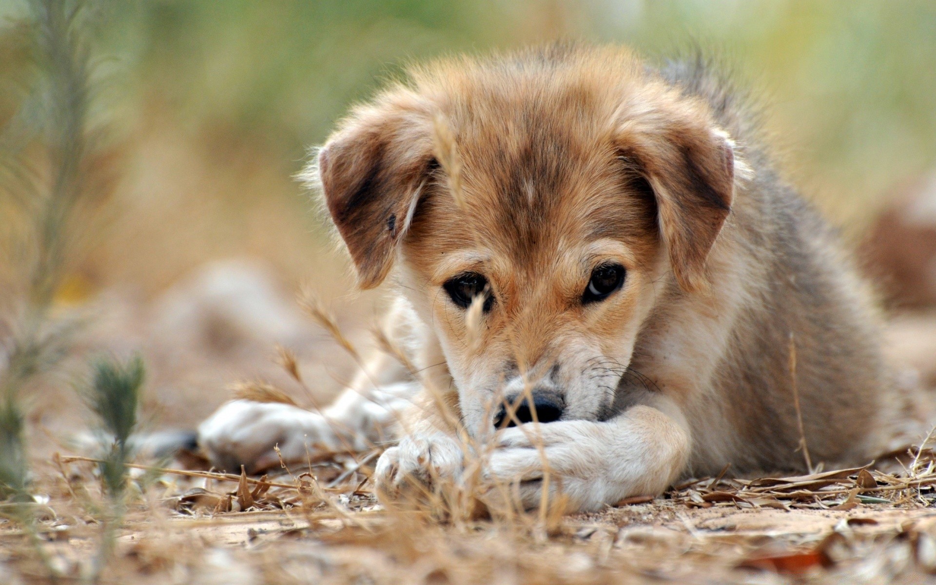 cane mammifero animale carino natura erba fauna selvatica piccolo cane