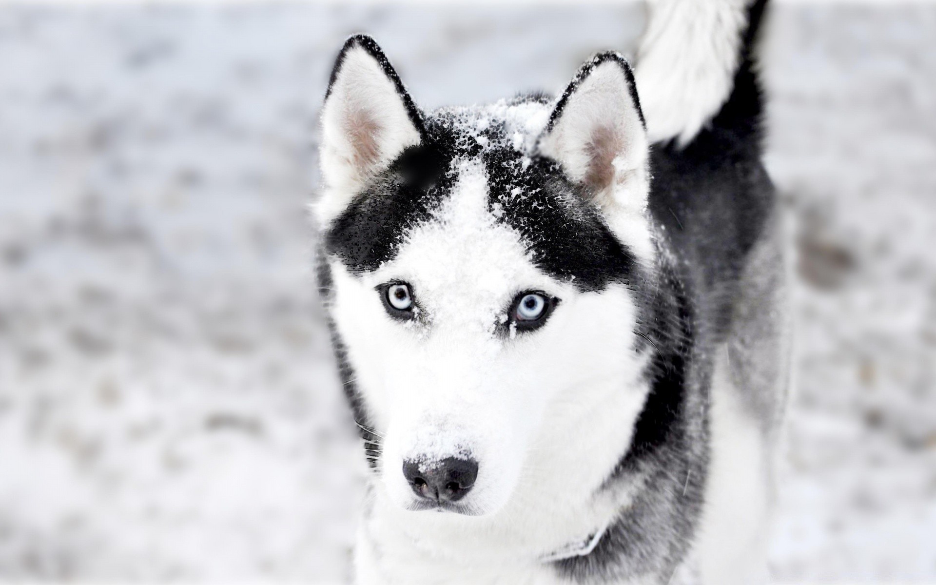 hund hund schnee winter hundesportler frostig niedlich wolf kälte porträt säugetier tier haustier schlitten ein fell polar natur blick auge