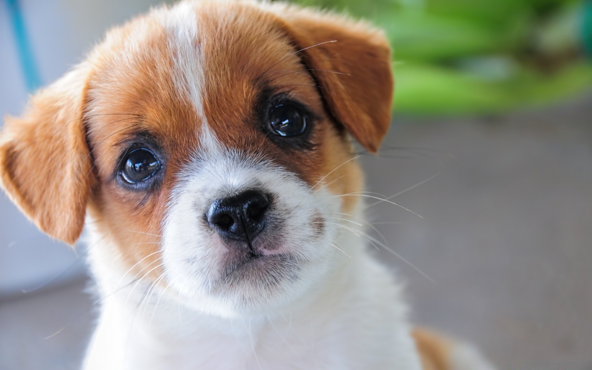 gatos perro mascota lindo mamífero cachorro perro pequeño animal adorable raza pedigrí pedigrí ver joven doméstico pelaje retrato sentarse