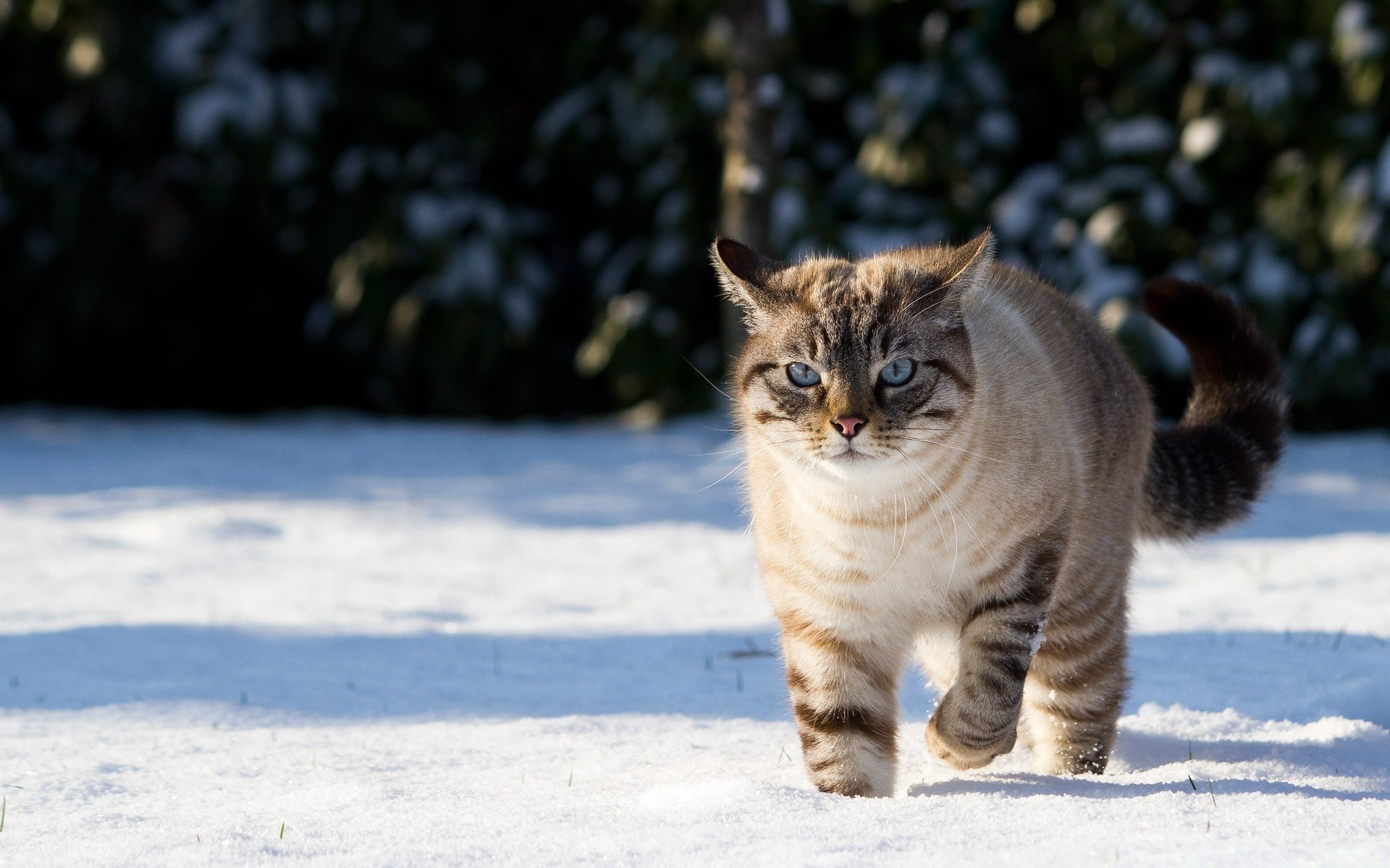 chats mammifère chat portrait hiver neige animal de compagnie animal unique à l extérieur nature mignon