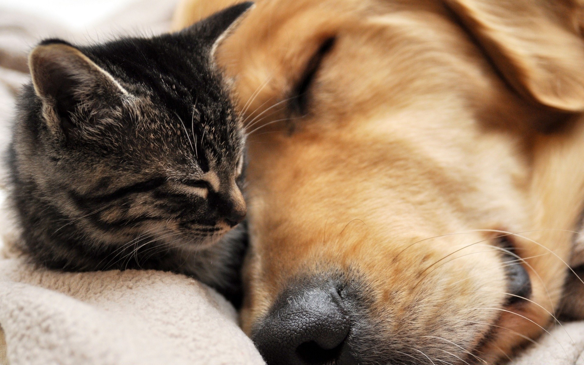 dogs pet animal cat cute mammal portrait sleep fur eye domestic sleepy dog kitten little looking adorable friendship funny young breed