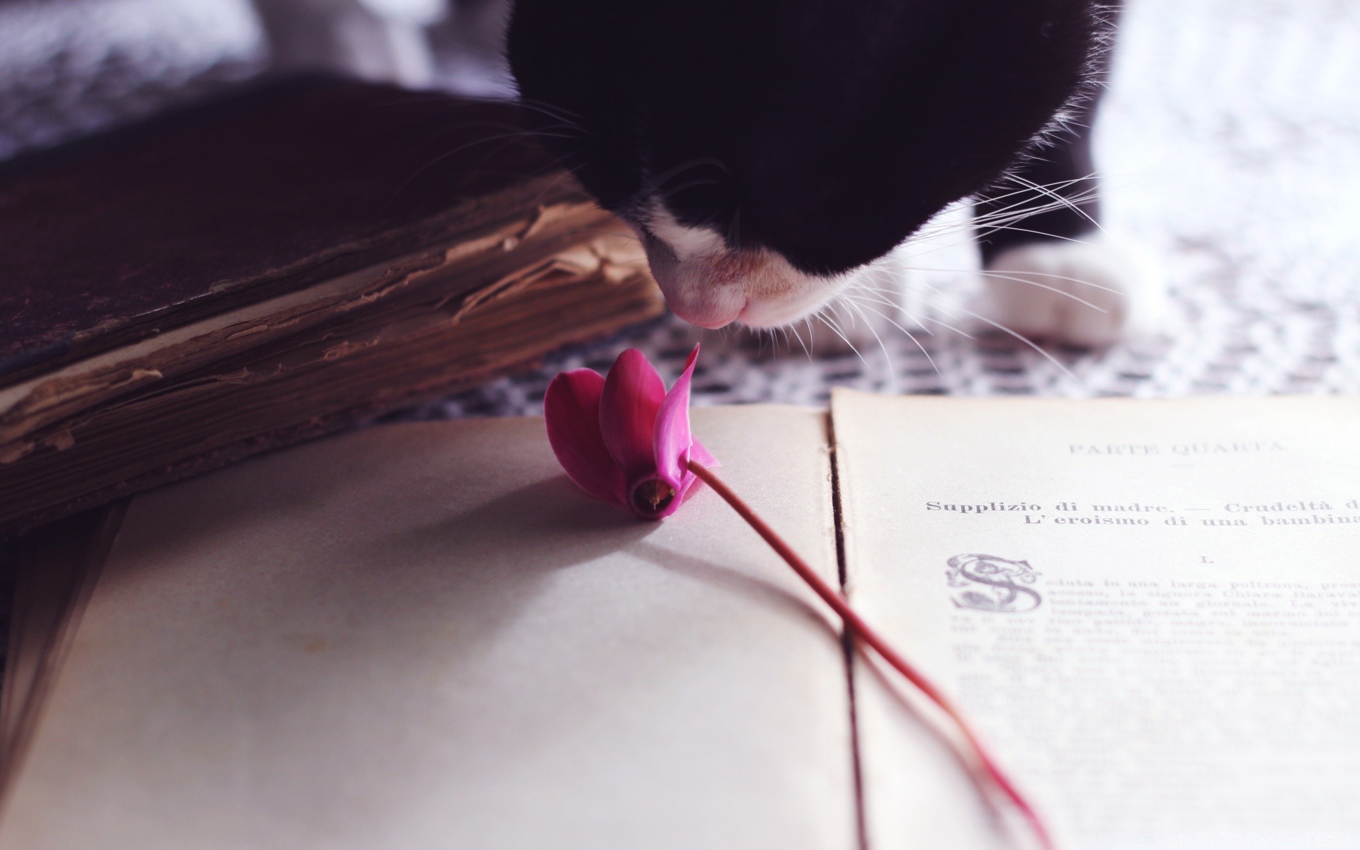 chats à l intérieur seul femme papier