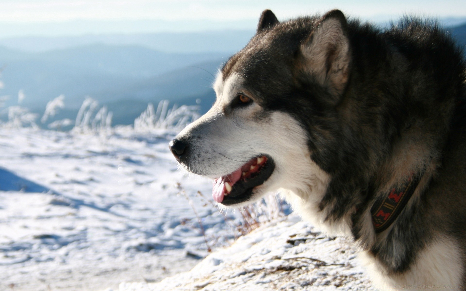 köpekler köpek kış kar ayaz memeli köpek eğitmeni hayvan portre açık havada sevimli doğa bir tarama kurt kürk evde beslenen hayvan