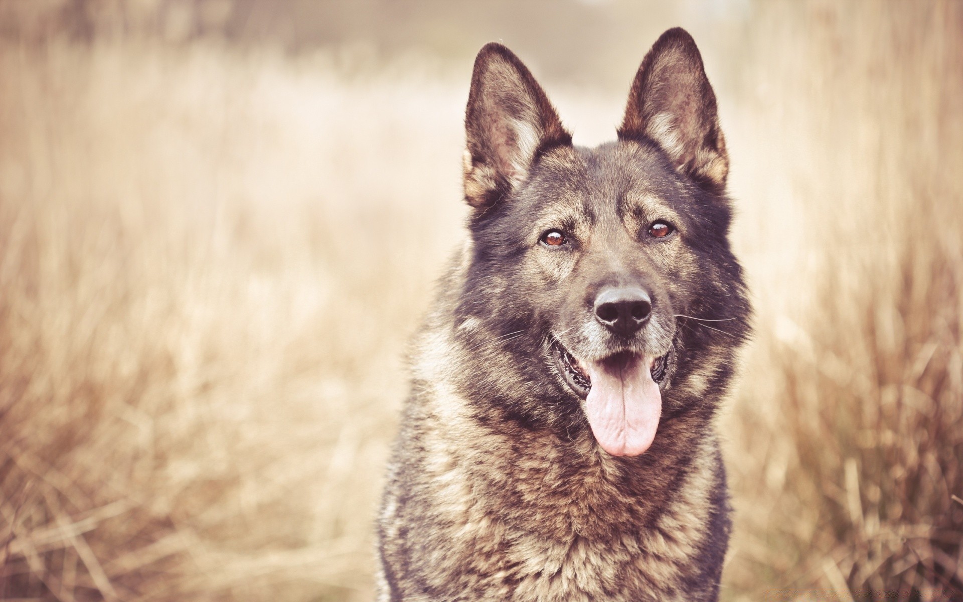 dogs mammal dog canine animal nature outdoors wildlife portrait wild cute