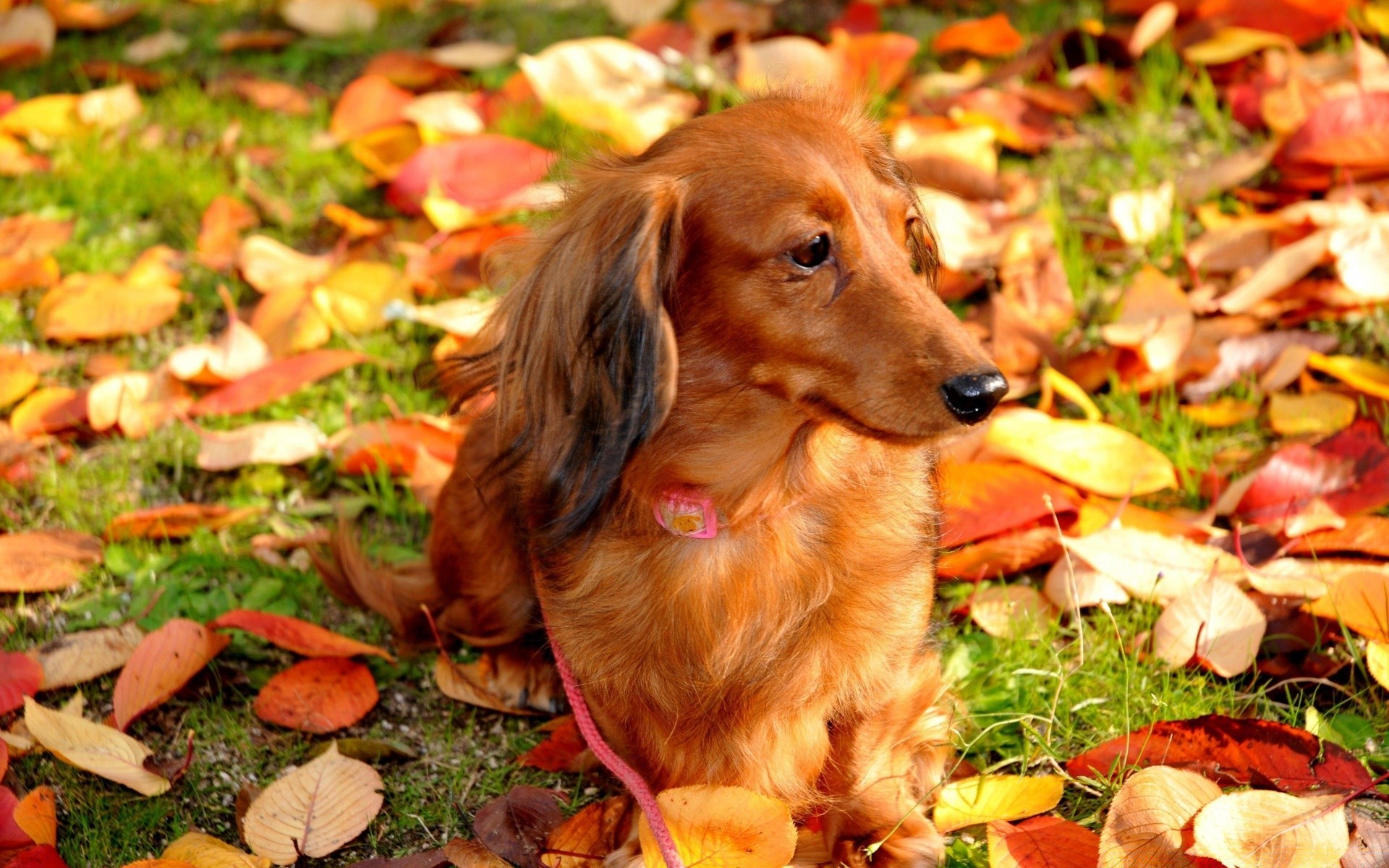 chiens mignon nature herbe jeune automne peu feuille