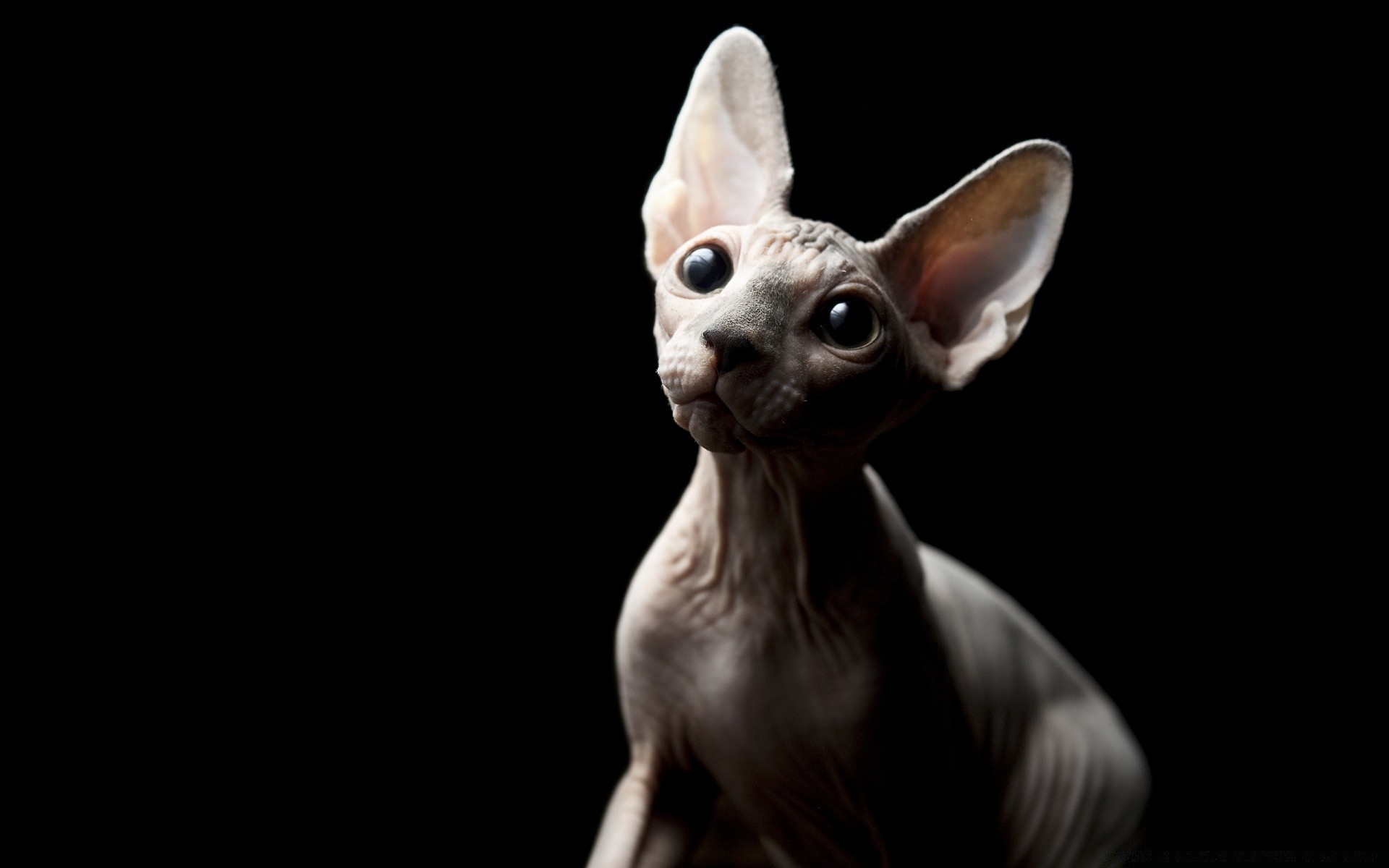 chat animal mammifère un mignon studio portrait