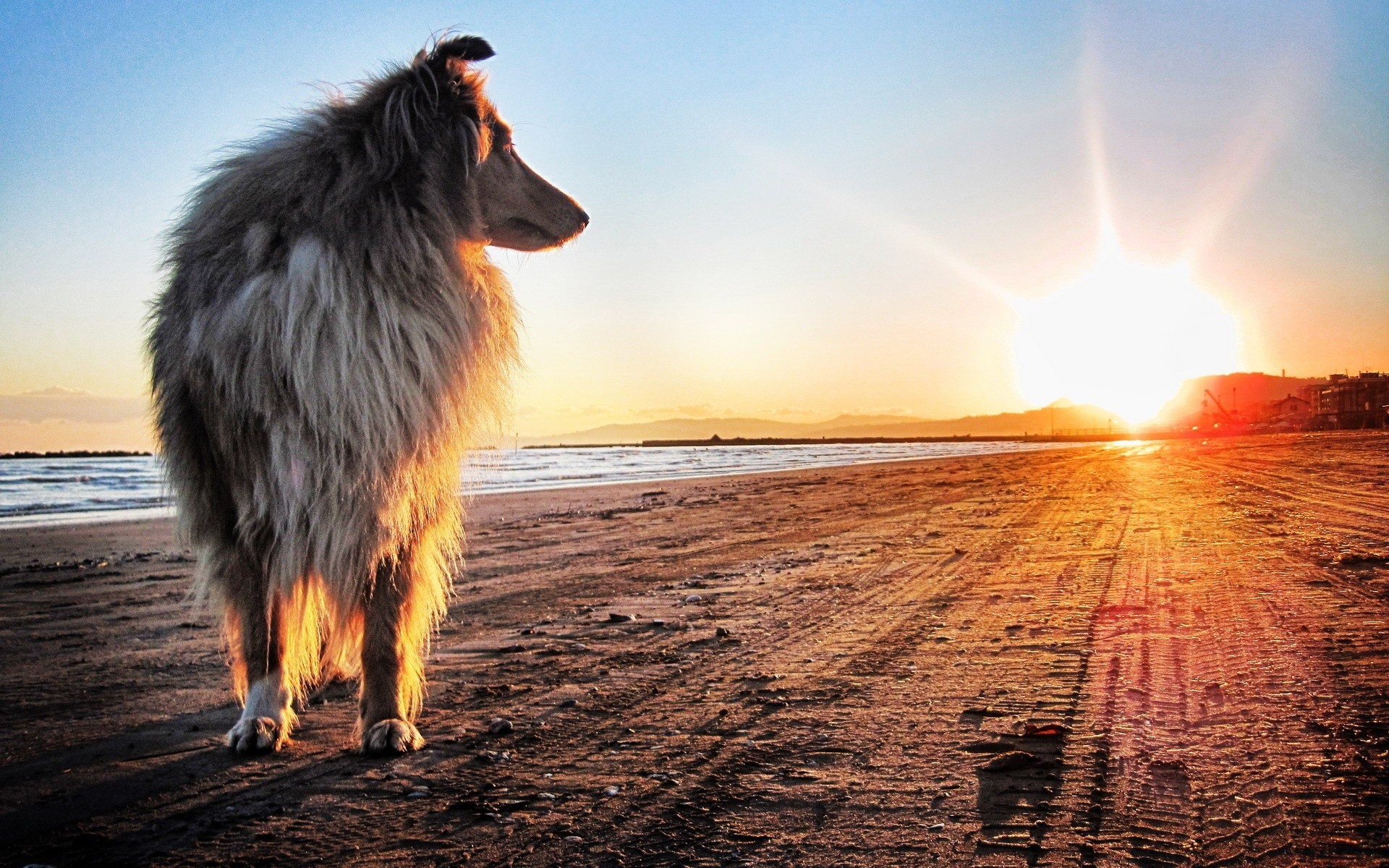 chiens coucher de soleil en plein air soleil nature