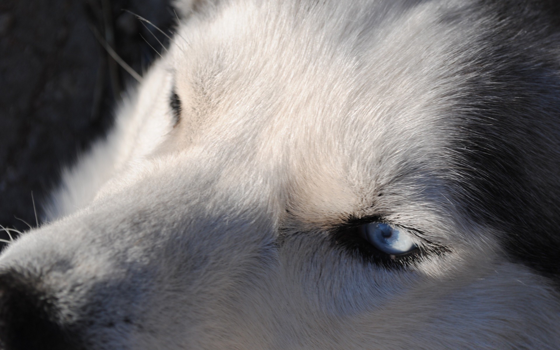 gato mamífero vida silvestre animal retrato frosty zoológico piel perro naturaleza lobo ojo lindo gris gato