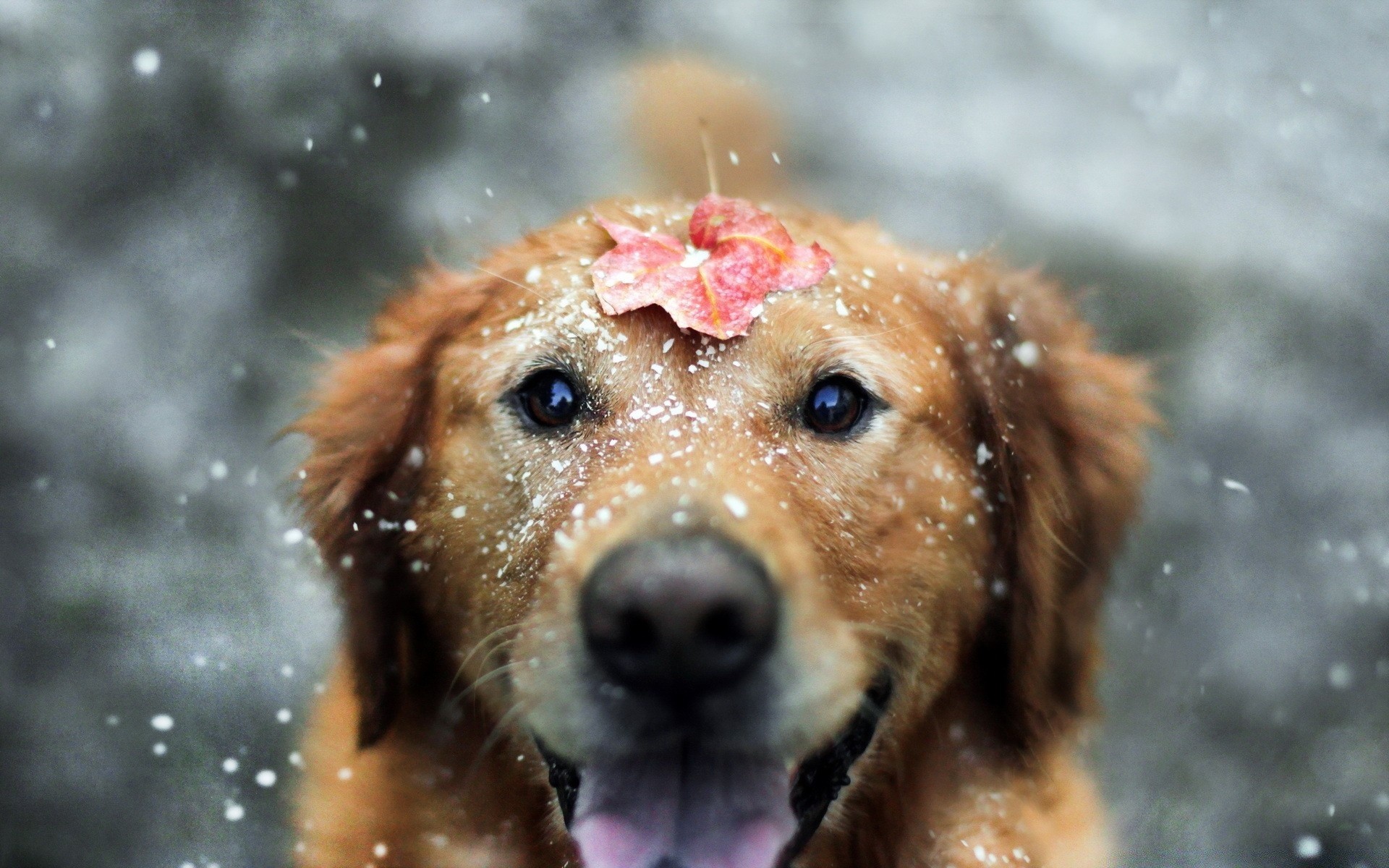 cani mammifero animale cane carino ritratto animale domestico pelliccia bagnato natura poco neve inverno canino uno