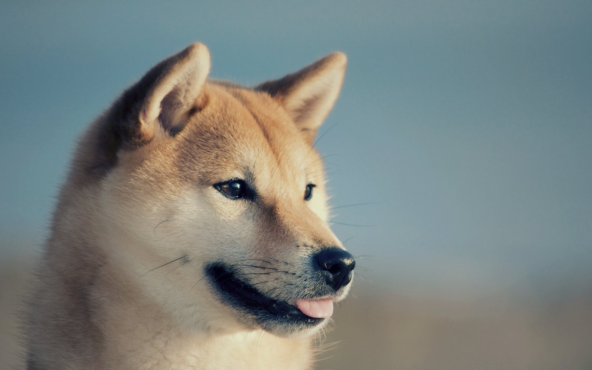 cães mamífero cão fofa retrato olho cinegrafista vida selvagem animal visualização solteiro