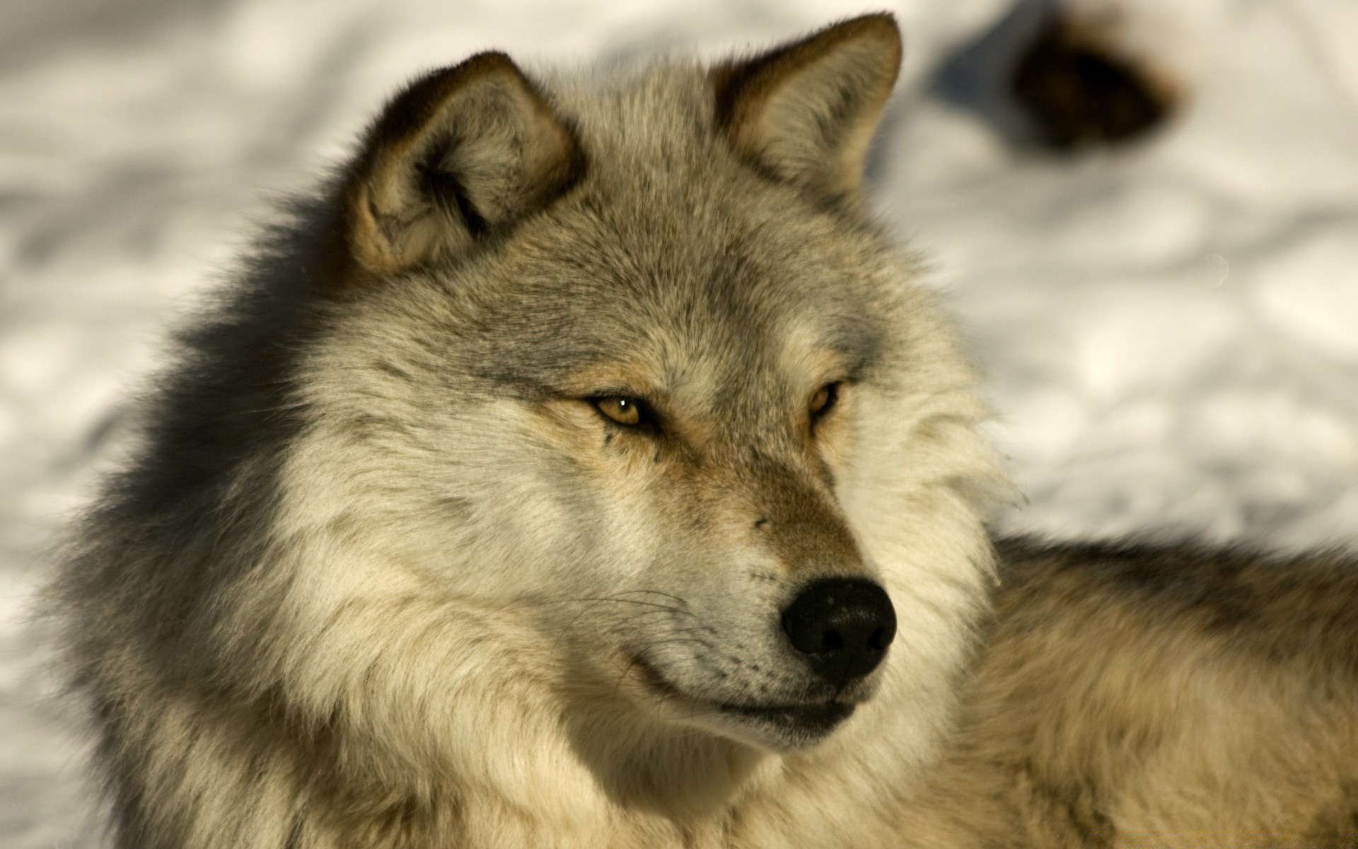 chien loup mammifère canin chien prédateur faune animal givré portrait fourrure sauvage oeil mangeur de viande nature gris canis zoo