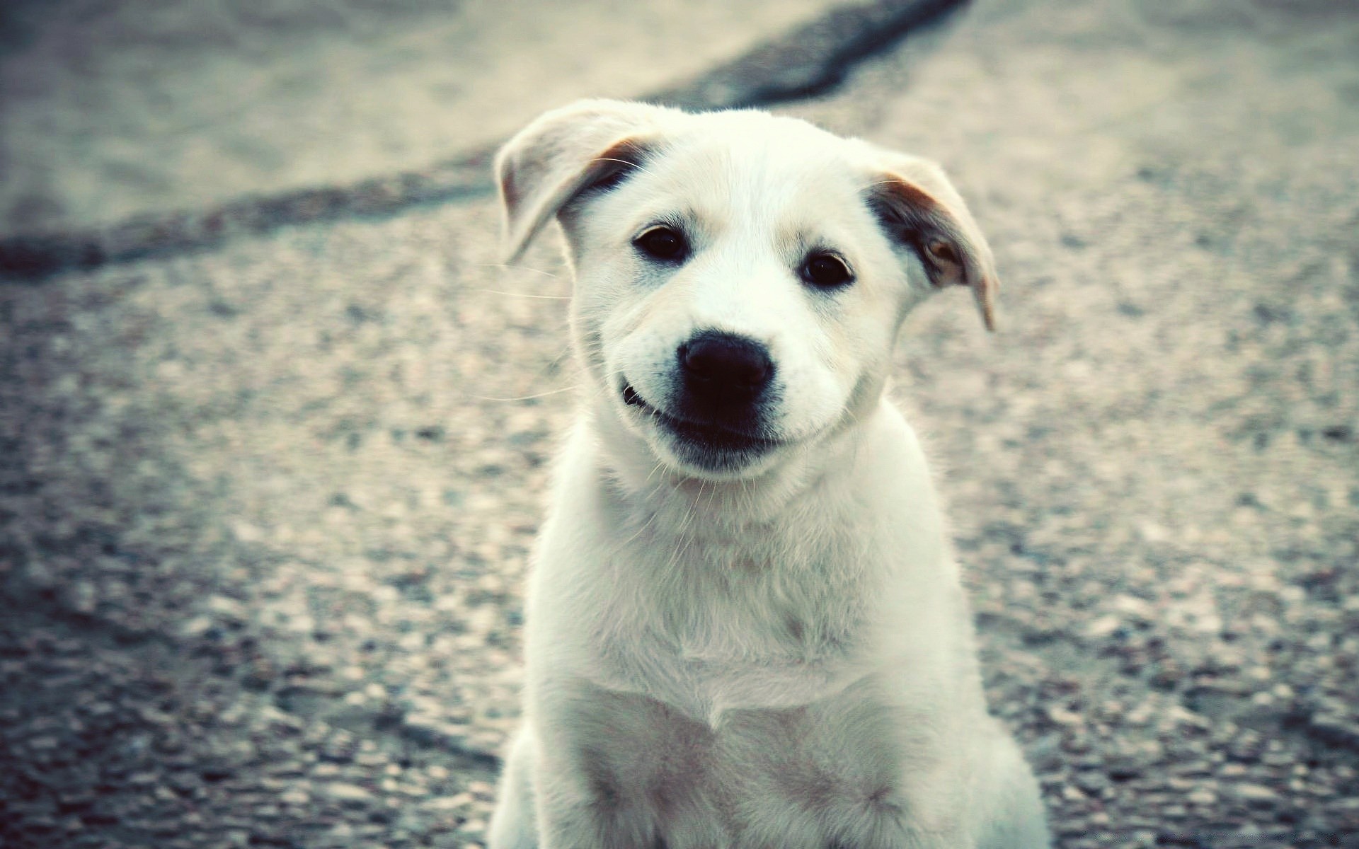 cães animal natureza fofa mamífero ao ar livre cão retrato