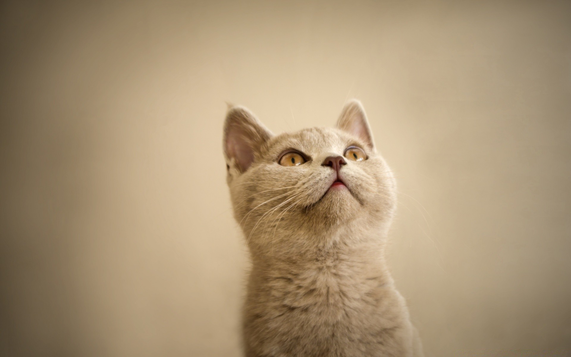 chats chat mignon portrait oeil mammifère animal de compagnie chaton animal fourrure un jeune studio drôlement