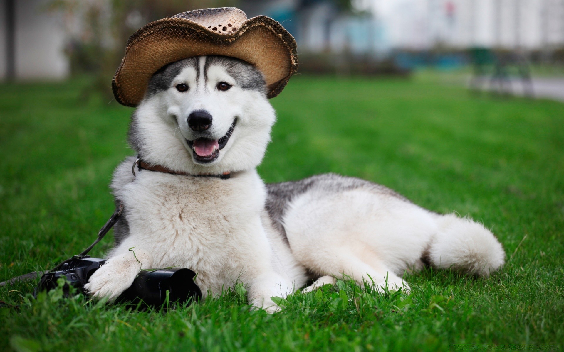 köpekler çimen köpek memeli hayvan sevimli köpek eğitmeni evde beslenen hayvan köpek yavrusu portre kürk yerli