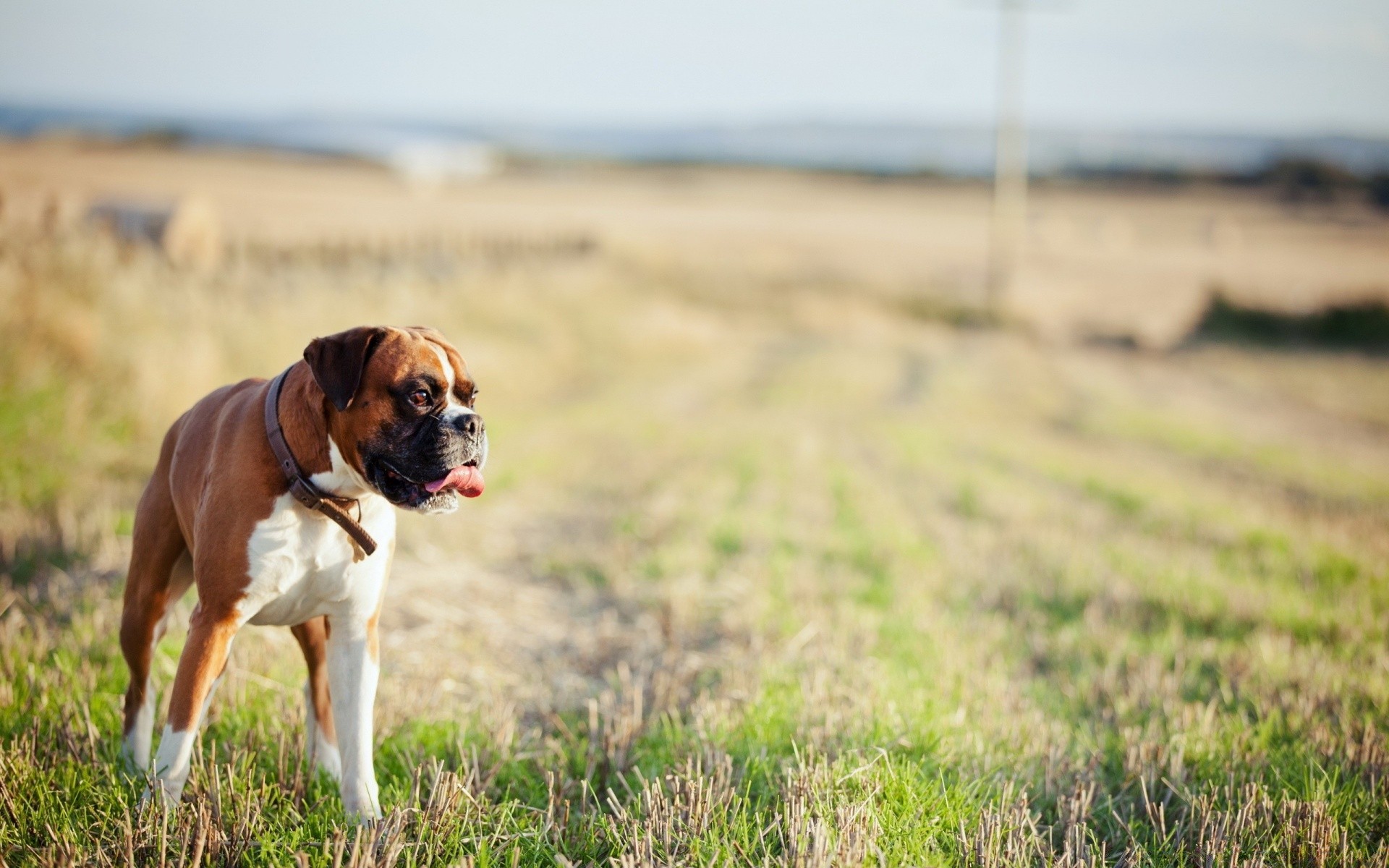 perros perro hierba campo naturaleza mamífero al aire libre animal retrato verano perro lindo mascota heno