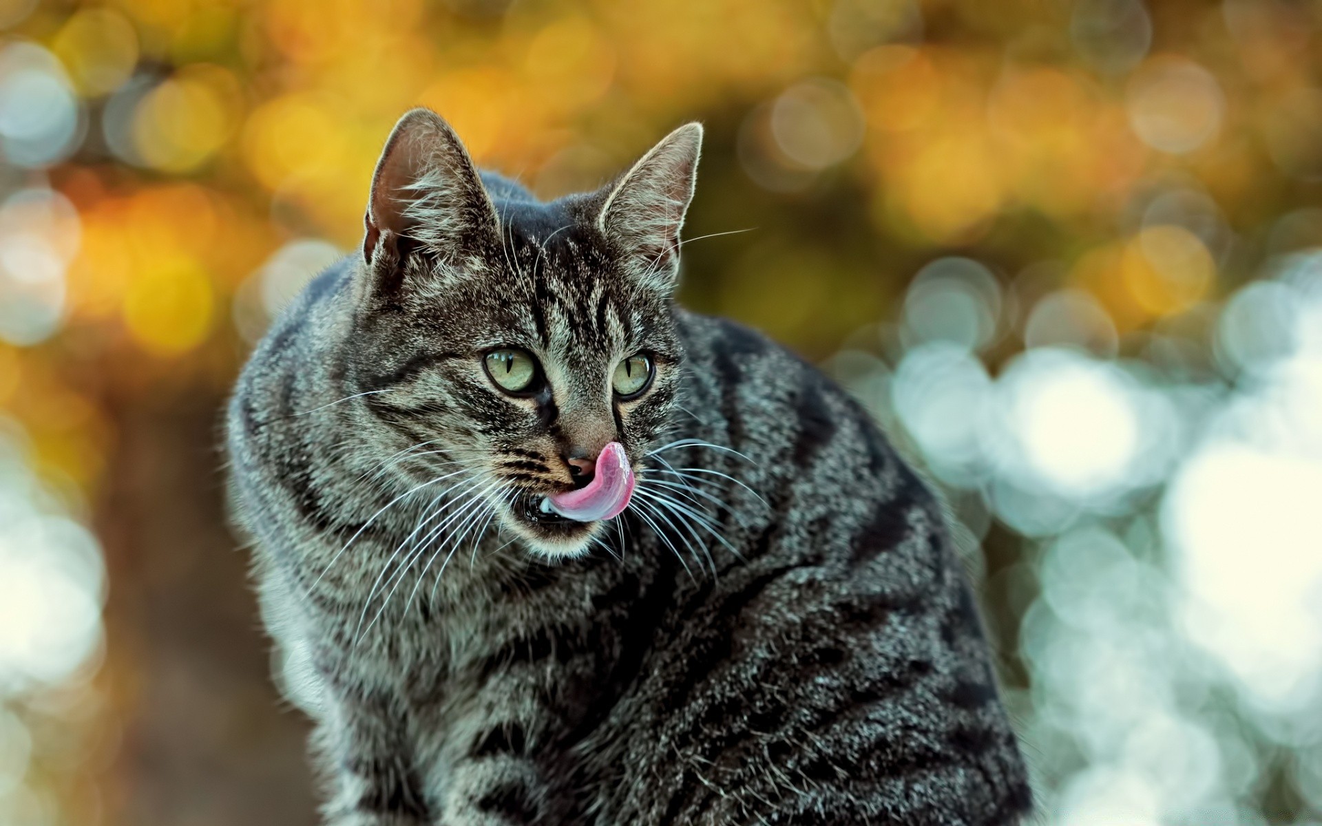 gatos animal naturaleza lindo gato retrato pelaje mamífero mascota al aire libre ojo