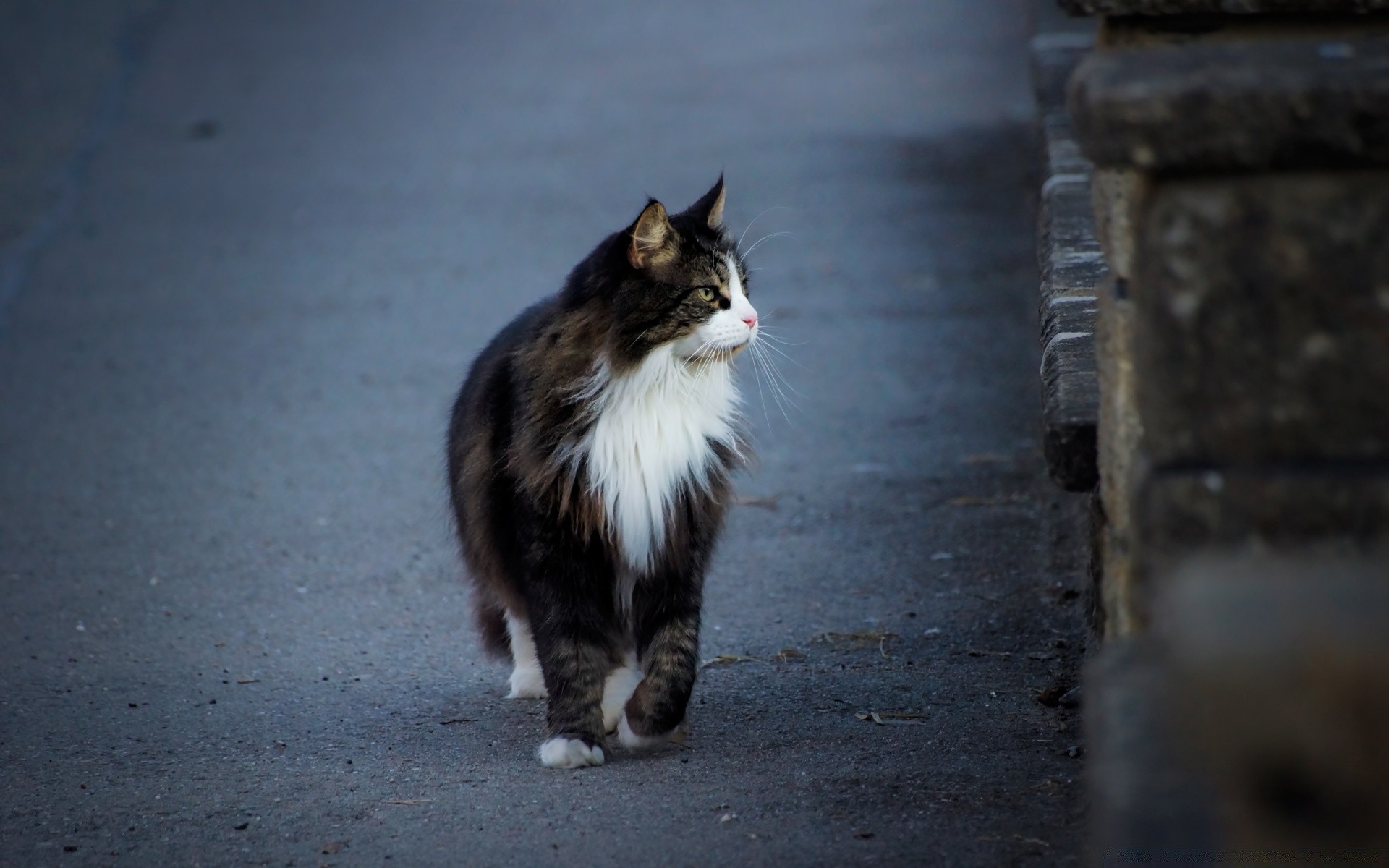 cats cat portrait eye cute mammal animal kitten street one pet looking fur