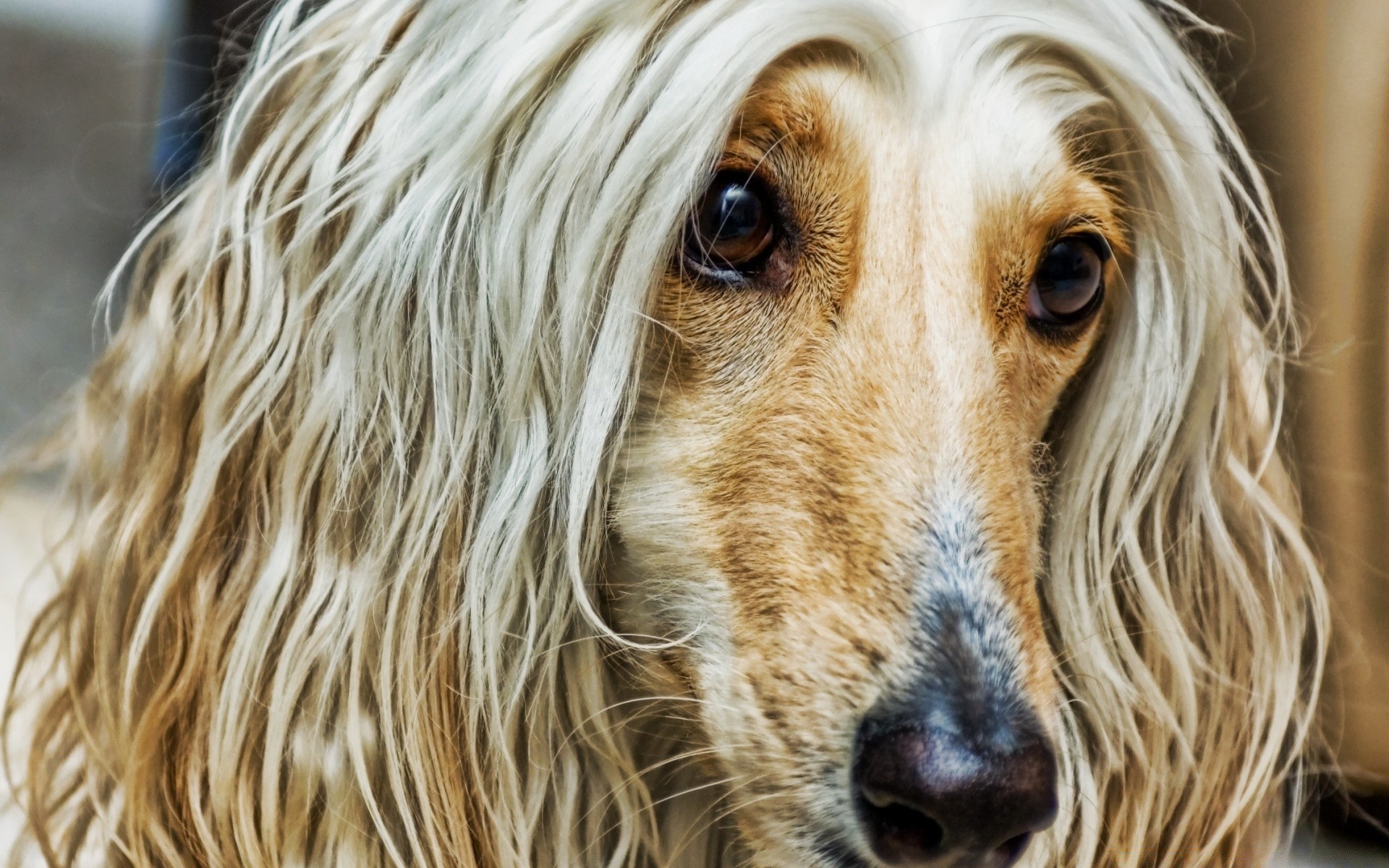 cães cão fofa animal de estimação mamífero animal retrato cinegrafista pele jovem cabelo raça doméstico adorável filhote de cachorro olhar fofo