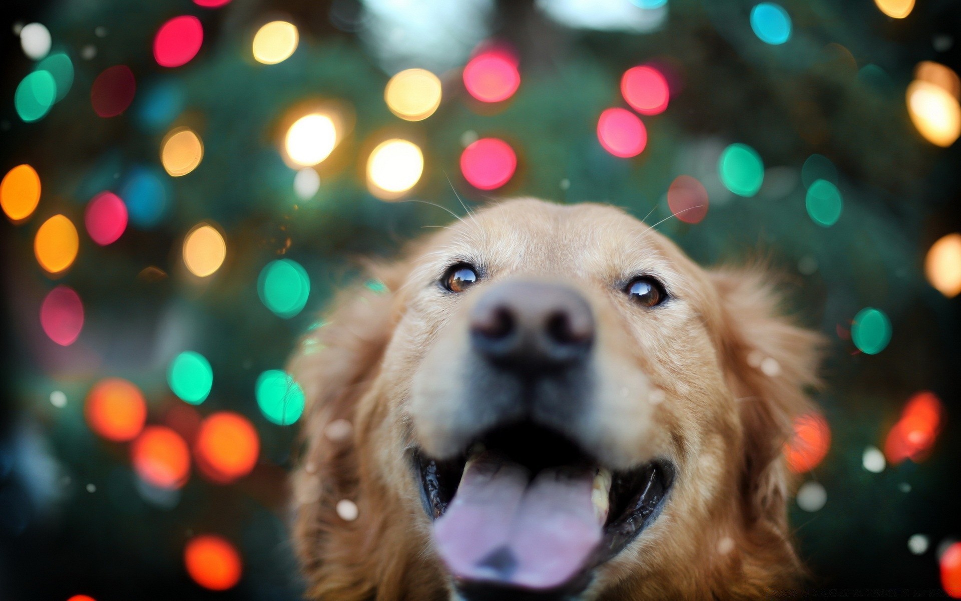 cane natale cane inverno ritratto animale domestico mammifero animale domestico carino sfocatura cane