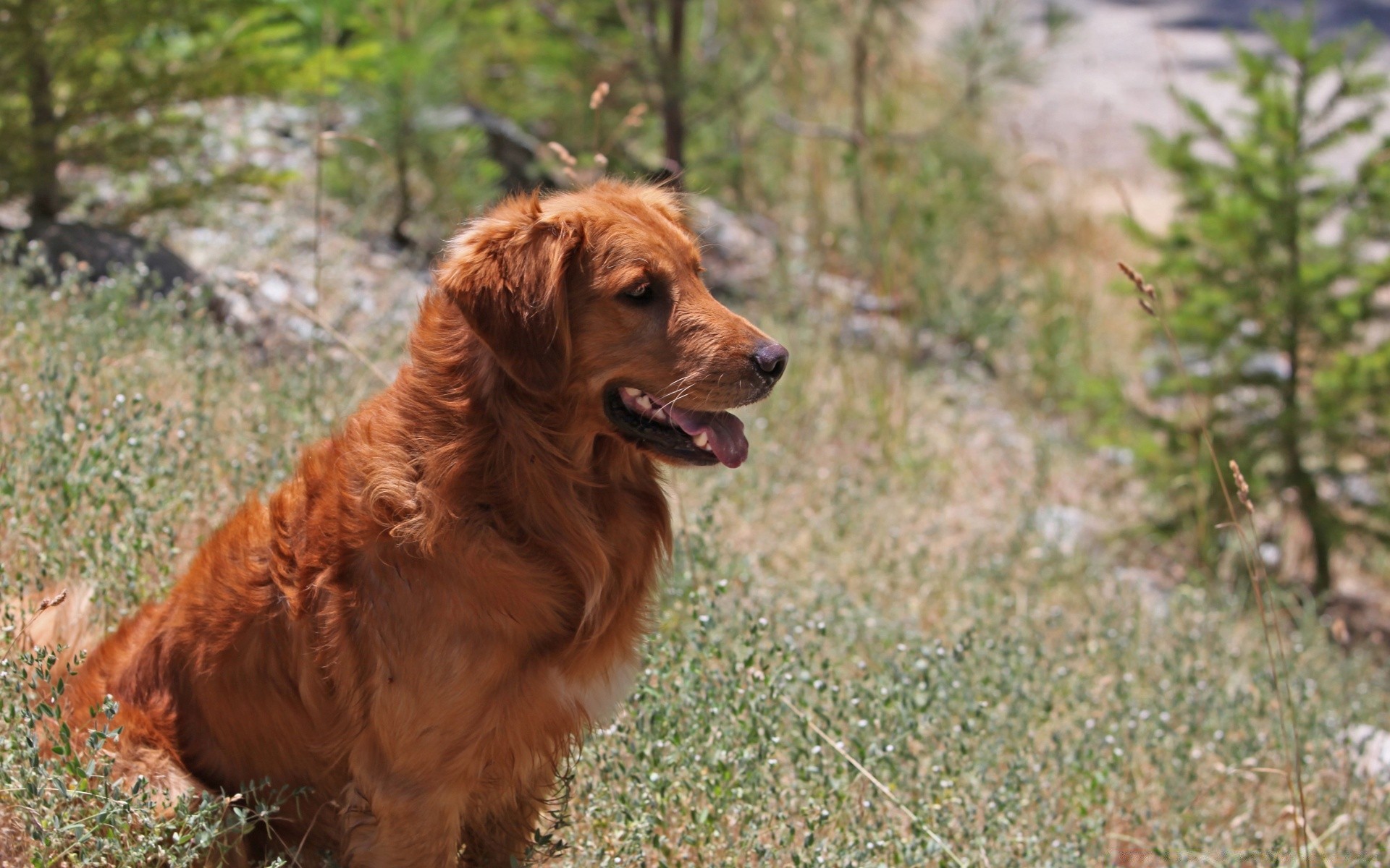 hunde säugetier tier natur gras niedlich hund im freien porträt haustier hundesportler park inländische ansicht sitzen