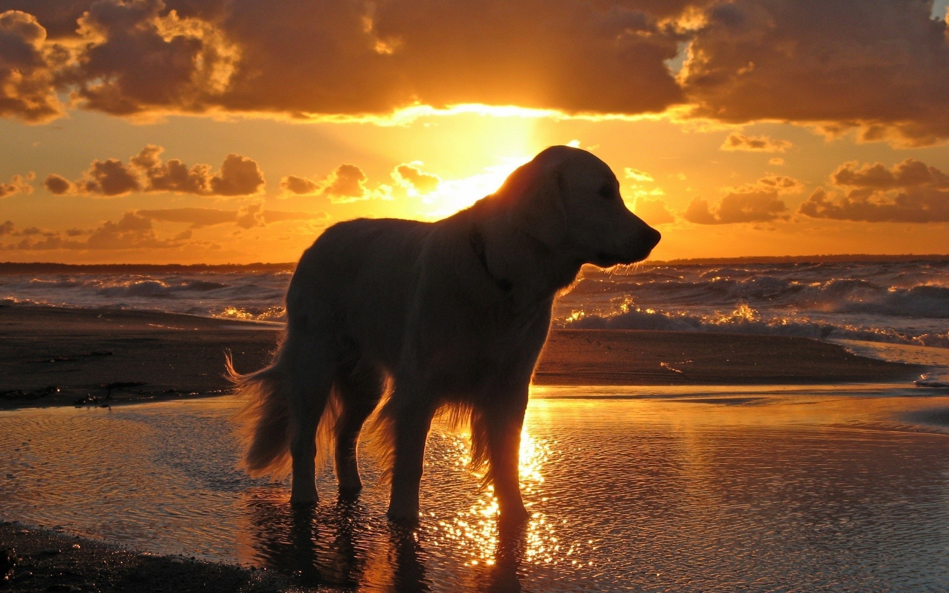 cães pôr do sol praia água amanhecer sol crepúsculo mar noite oceano céu paisagem