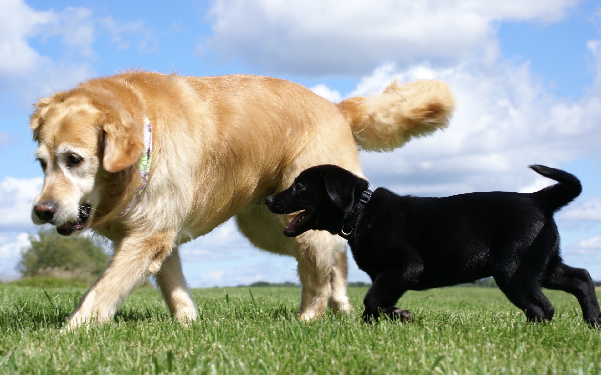 cães cão mamífero animal de estimação cinegrafista animal filhote de cachorro grama bonito raça pedigree doméstico retriever puro-sangue feno jovem retrato campo visualização amigável